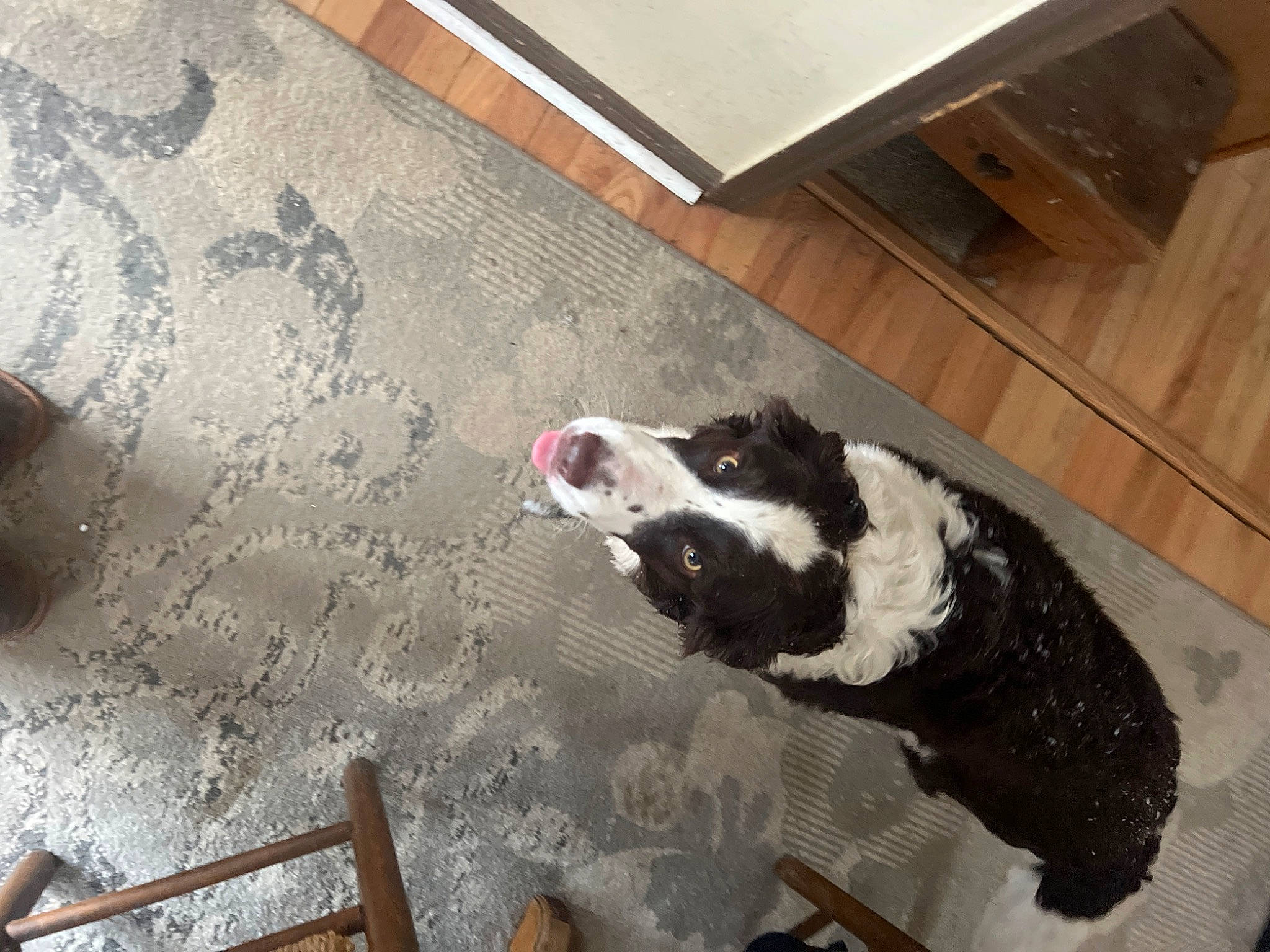 Mila joined the competition — help win amazing prizes! canidae, carnivore, companion_dog, dog, dog_breed, dog_supply, floor, flooring, foot, fur, hardwood, non_sporting_group, pet_supply, room, snout, sporting_group, tail, terrestrial_animal, wood, working_animal