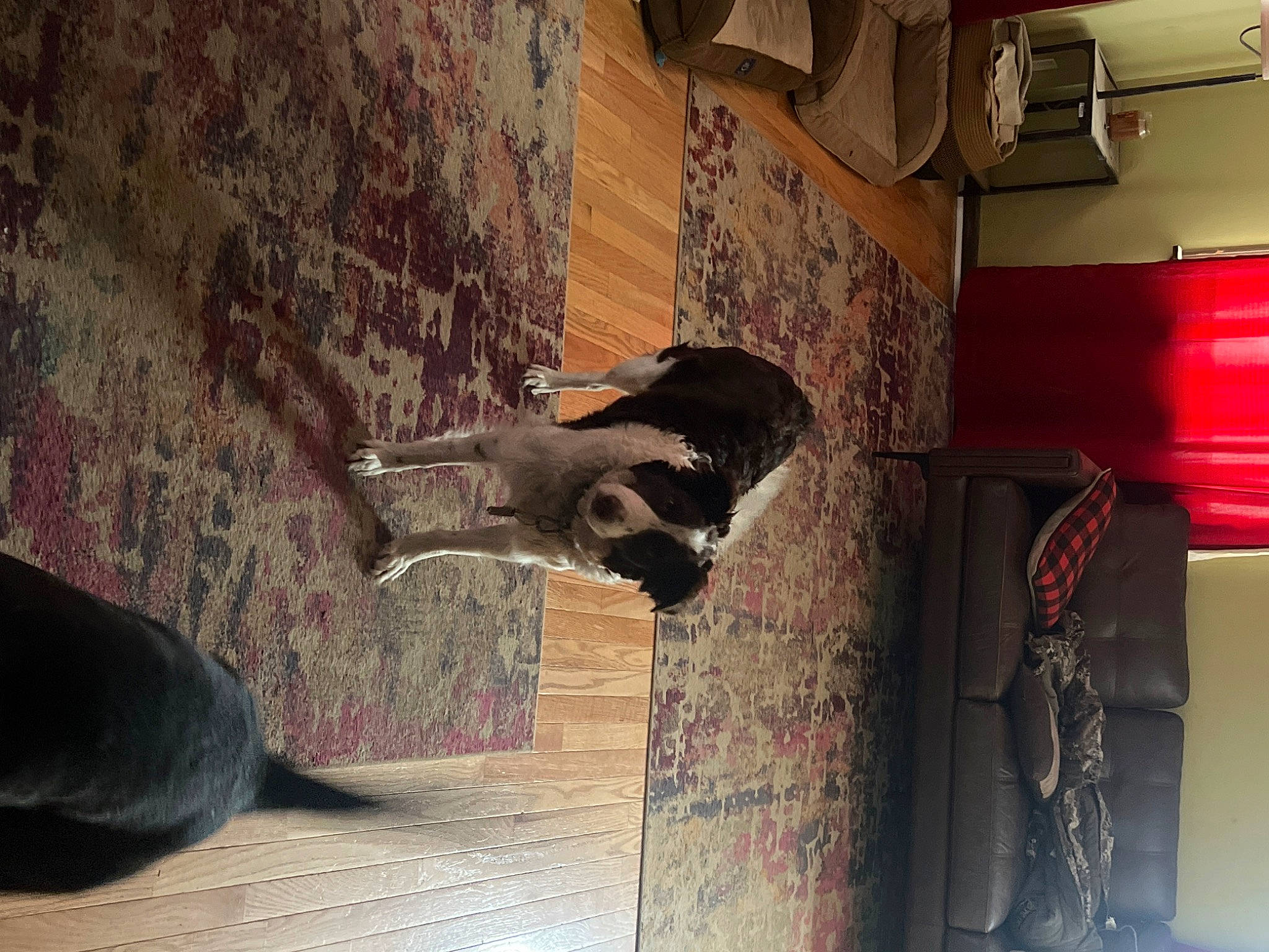 Mila joined the competition — help win amazing prizes! art, building, carnivore, dog, dog_breed, felidae, floor, flooring, hardwood, home_door, house, interior_design, room, shadow, small_to_medium_sized_cats, snout, sporting_group, tail, tints_and_shades, wood