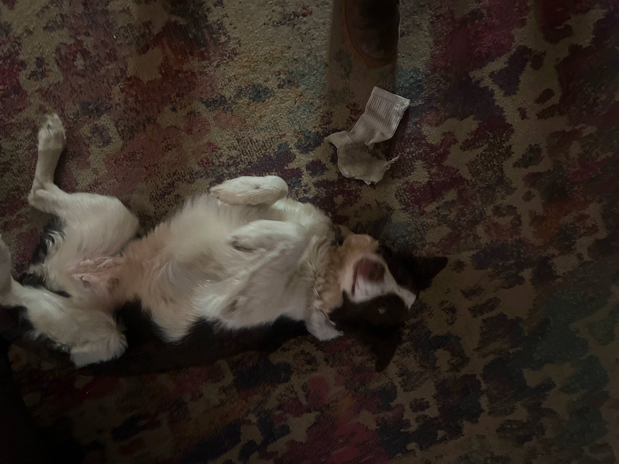 Mila is registered to the contest to win money with this photo: canidae, carnivore, cat, comfort, companion_dog, dog_breed, domestic_short_haired_cat, fawn, felidae, flooring, fur, grey, hardwood, nap, paw, small_to_medium_sized_cats, sporting_group, tail, whiskers, wood