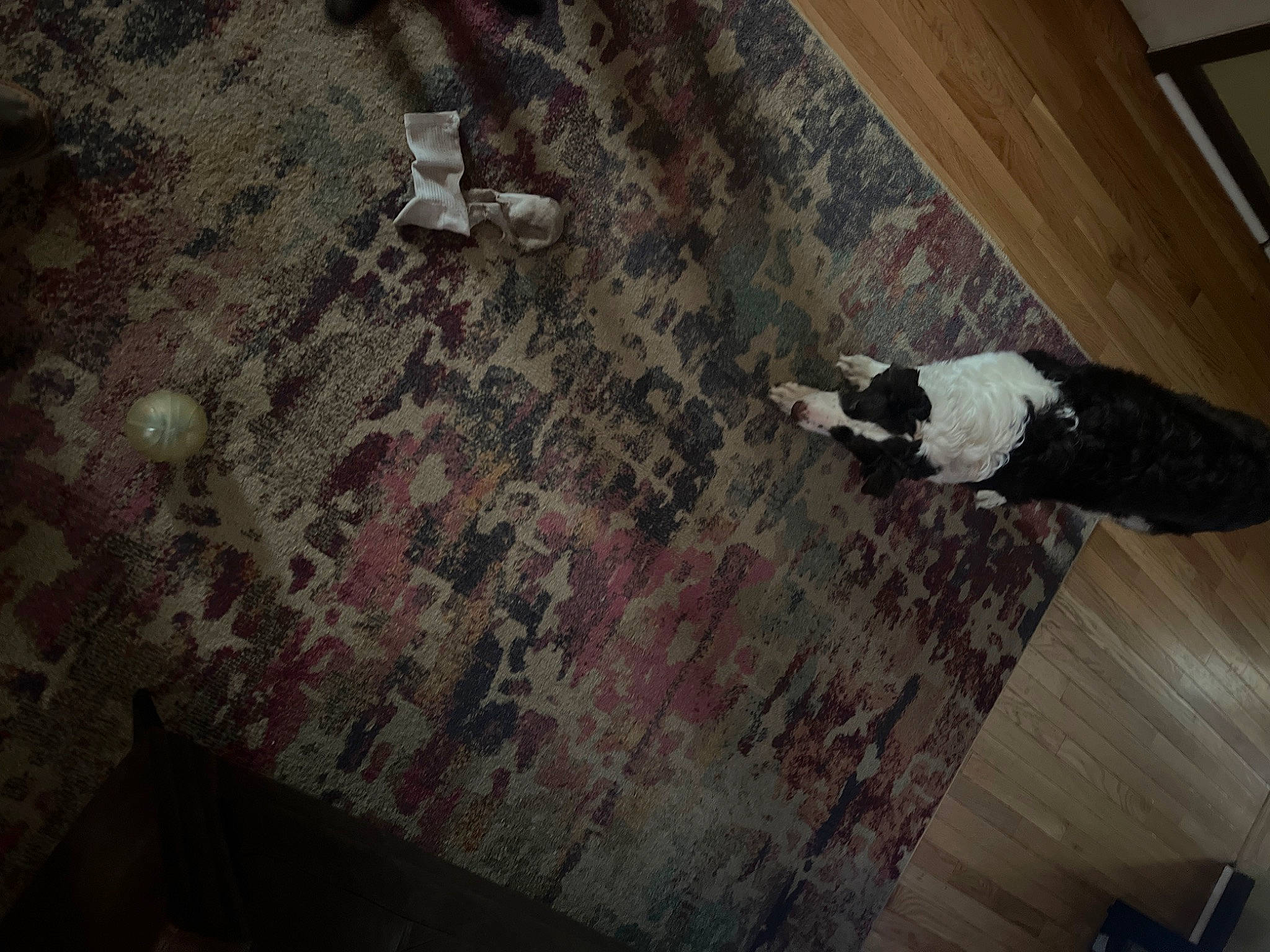 Mila is registered to the contest to win money with this photo: brown, carnivore, ceiling, door, felidae, floor, flooring, fur, hardwood, laminate_flooring, pattern, plywood, room, small_to_medium_sized_cats, sporting_group, tail, window, wood, wood_flooring, wood_stain