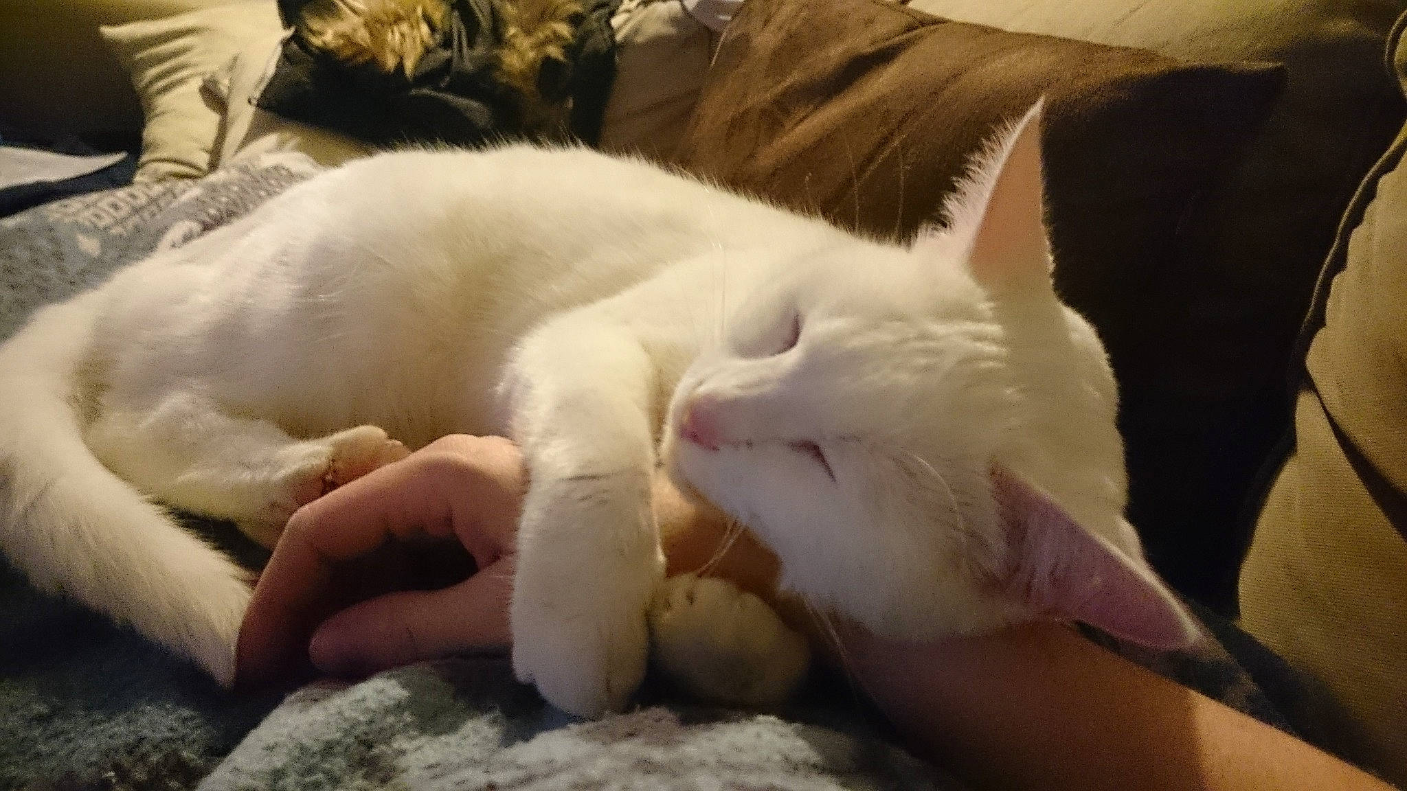 Yuki a rejoint le concours — aidez-le/la à gagner de superbes lots ! canidae, carnivore, cat, claw, colorpoint_shorthair, fawn, felidae, fur, kitten, nap, paw, sleep, small_to_medium_sized_cats, tail, turkish_angora, whiskers