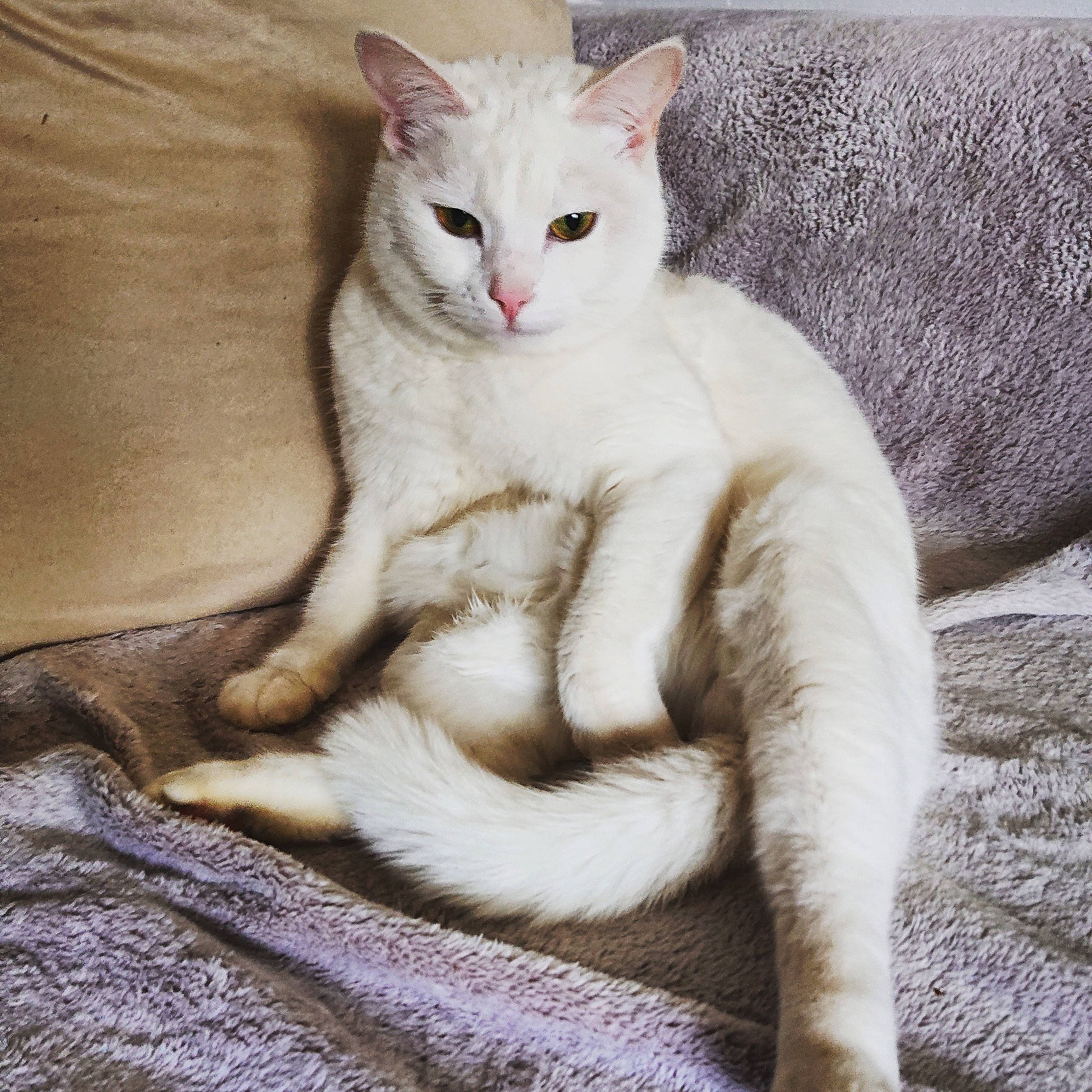 Yuki a rejoint le concours — aidez-le/la à gagner de superbes lots ! arabian_mau, asian, australian_mist, burmilla, carnivore, cat, colorpoint_shorthair, felidae, fur, javanese, khao_manee, mammal, oriental_longhair, singapura, small_to_medium_sized_cats, tail, turkish_angora, turkish_van, vertebrate, whiskers