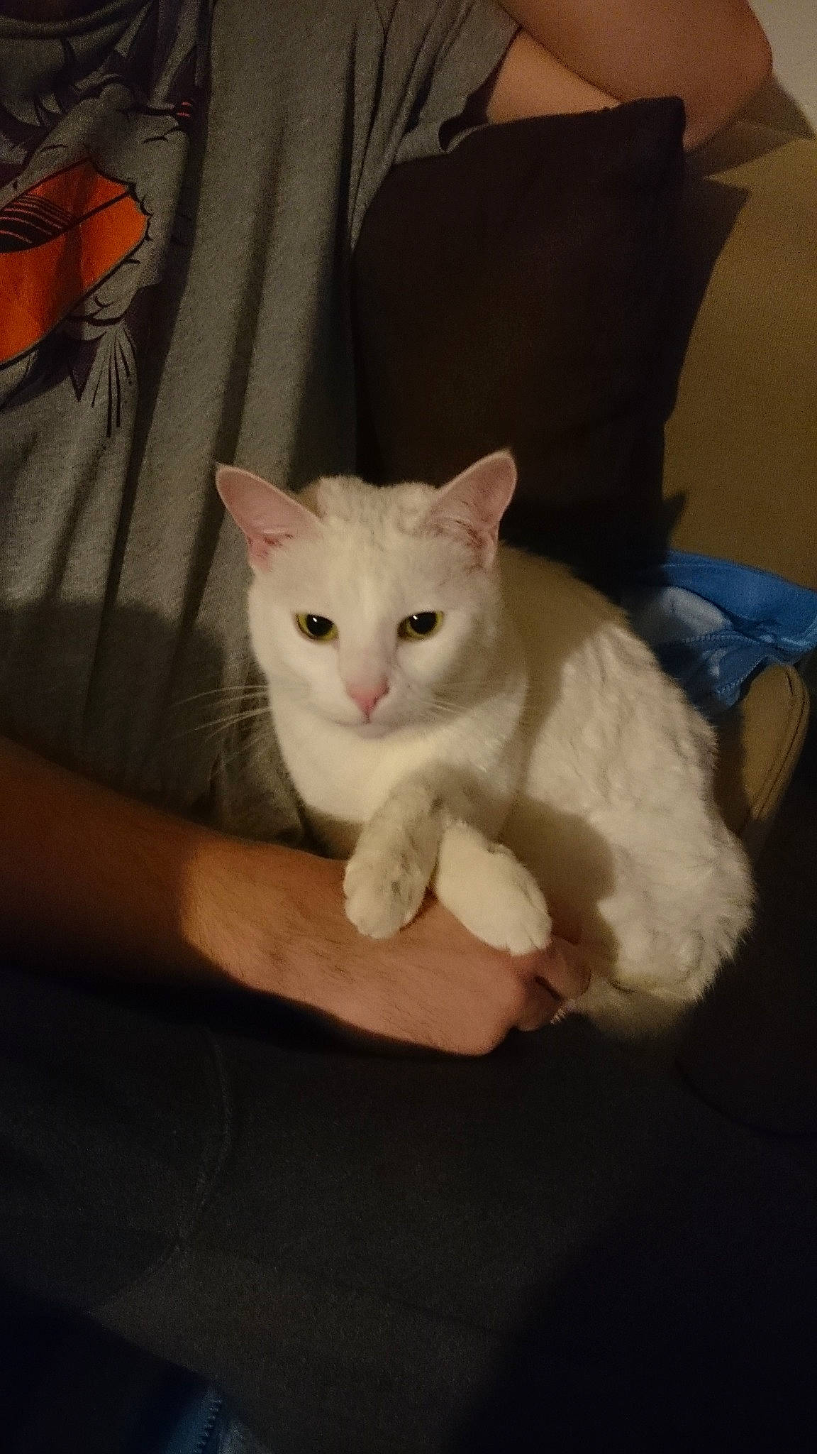 Yuki participe au concours pour gagner de l'argent avec cette photo : asian, burmilla, carnivore, cat, colorpoint_shorthair, domestic_short_haired_cat, ear, eye, fawn, felidae, javanese, khao_manee, kitten, mammal, skin, small_to_medium_sized_cats, turkish_angora, turkish_van, whiskers