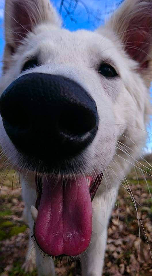 Natsu participe au concours pour gagner de l'argent avec cette photo : canidae, carnivore, collar, companion_dog, dog, dog_breed, dog_collar, eye, fang, fawn, fur, grass, head, iris, jaw, plant, snout, sporting_group, whiskers, working_animal
