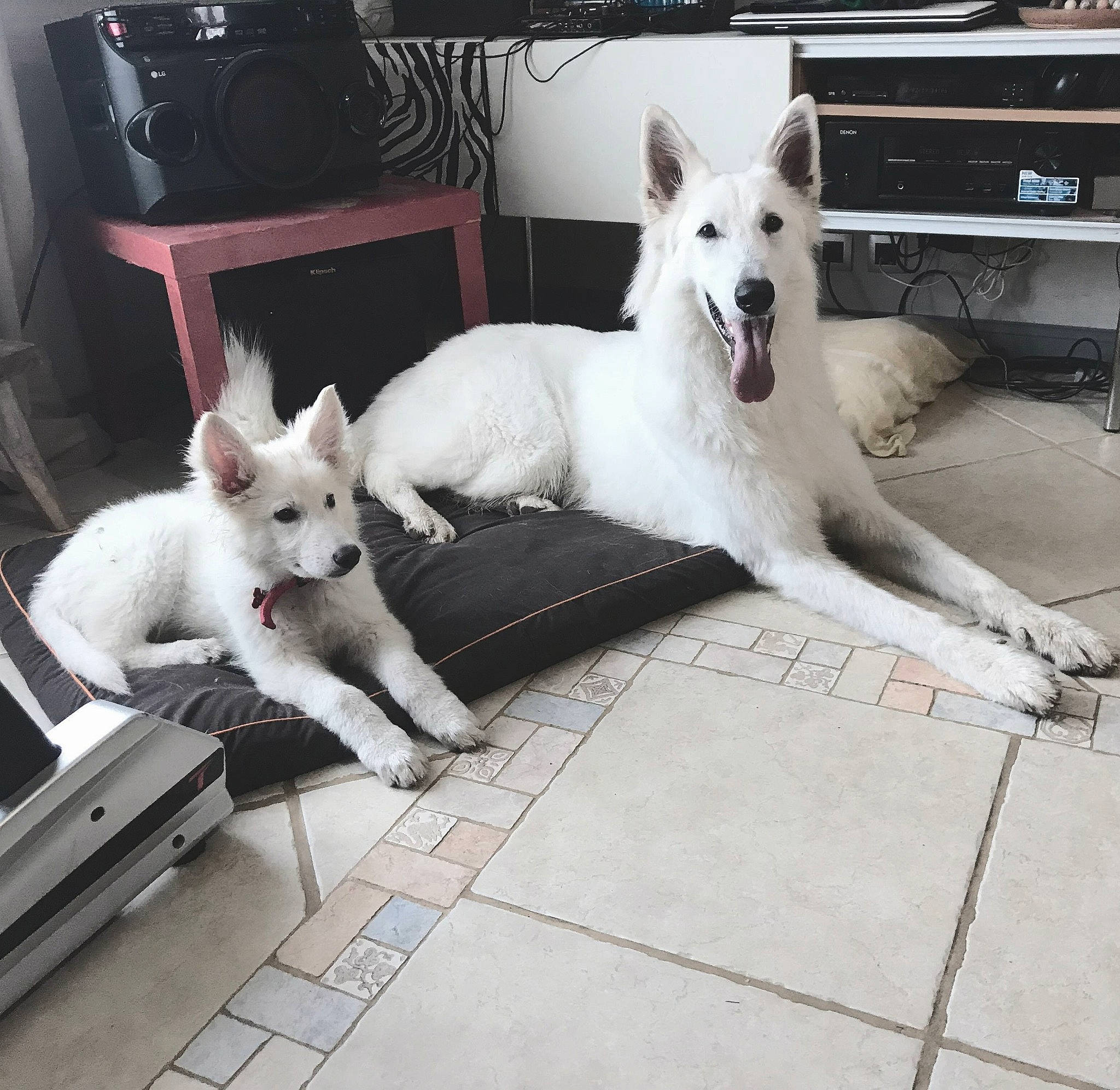 Natsu a rejoint le concours — aidez-le/la à gagner de superbes lots ! berger_blanc_suisse, canidae, carnivore, companion_dog, dog, dog_breed, fawn, german_shepherd_dog, herding_dog, korean_jindo_dog, mammal, non_sporting_group, square, tail, vertebrate, white_shepherd, working_dog