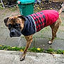 Leo is registered to the contest to win money with this photo: dog, brindle, jacket, red, black, checkered, backyard, patio, paved, green_bin, fence, leaves, outdoor, curious, pet, canine, side_view, standing, animal, daylight