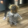 dog, costume, striped_clothing, wig, indoor, floor, person, socks, black_clothing, wooden_floor, pet, animal, funny, cute, brown_dog, tie, kitchen, cabinet, hand, standing