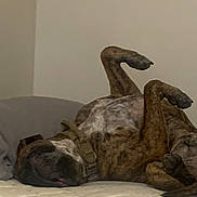 Leo joined the competition — help win amazing prizes! dog, brindle, sleeping, upside_down, mattress, indoor, pet, collar, resting, relaxed, canine, paw, fur, bedroom, animal, cute, cozy, quiet, lazy, domestic