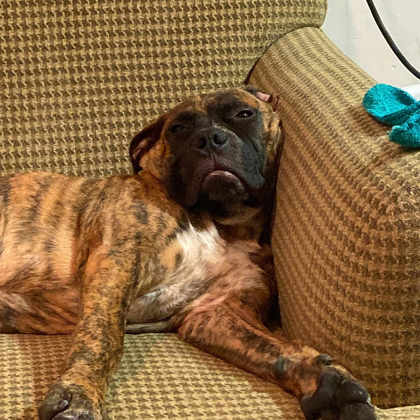 Leo joined the competition — help win amazing prizes! animal, armchair, brindle, canine, closeup, comfort, couch, cozy, dog, expression, fur, furniture, home, indoor, lounge, paw, pet, relaxed, resting, sleepy