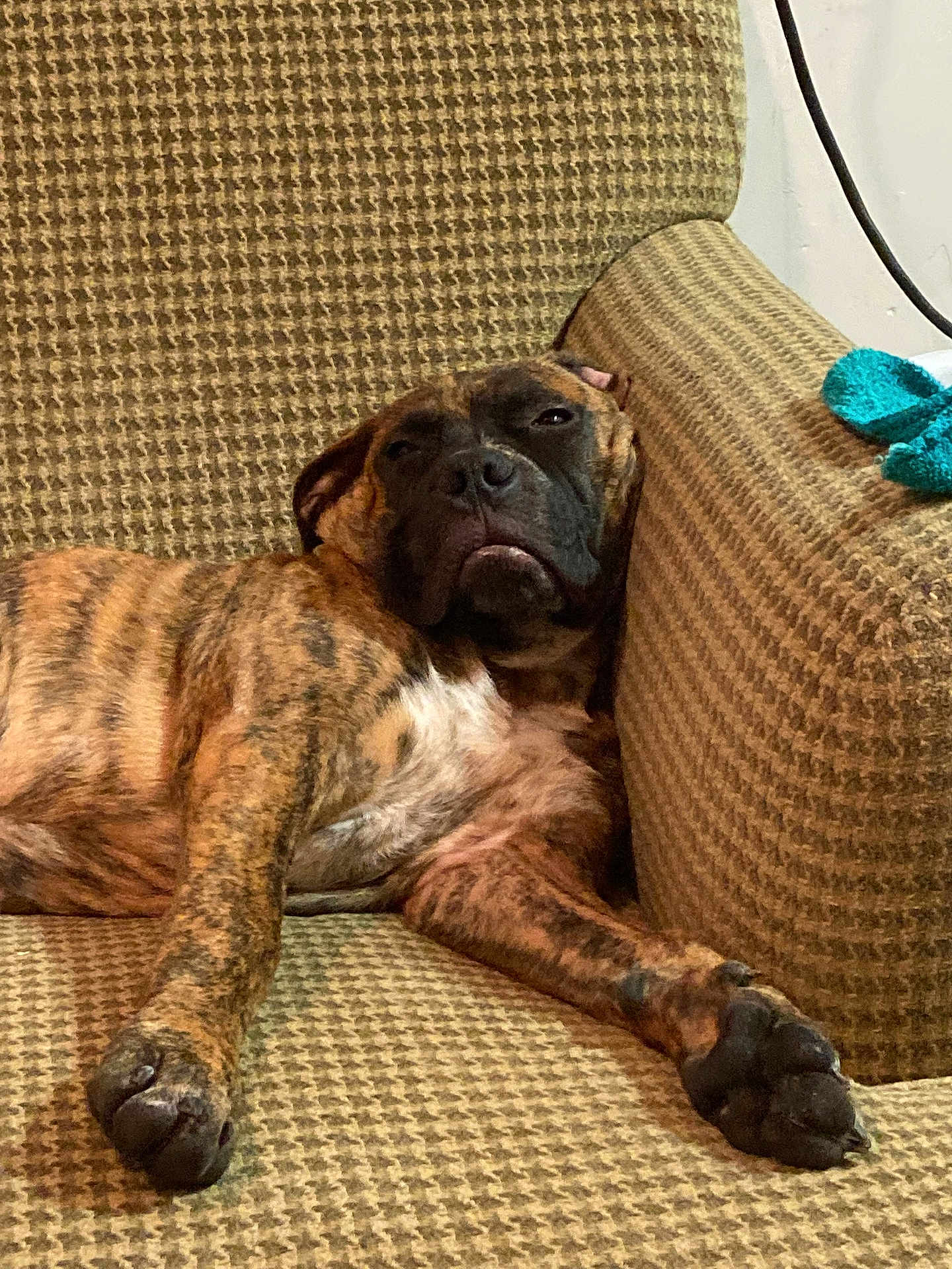 Leo joined the competition — help win amazing prizes! dog, brindle, lounge, armchair, relaxed, sleepy, paw, indoor, pet, canine, fur, resting, comfort, home, furniture, closeup, cozy, animal, expression, couch