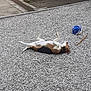 Ruby a rejoint le concours — aidez-le/la à gagner de superbes lots ! dog, beagle, pet, gravel, backyard, lying_on_back, belly_up, playful, ball, stick, outdoor, stone_ground, relaxed, animal, canine, fur, paws, head, garden, wall