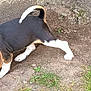 beagle, puppy, dog, tricolor, ear, nose, paws, dirt, soil, grass, concrete_wall, outdoor, young_animal, portrait, ground, curled_tail, sniffing, closeup, pet, daylight