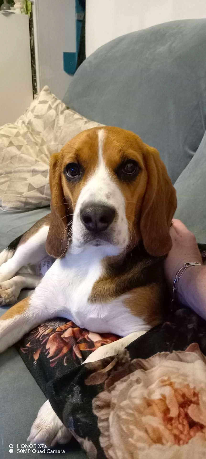 Ruby a rejoint le concours — aidez-le/la à gagner de superbes lots ! dog, beagle, pet, portrait, close_up, couch, pillow, blanket, indoor, paw, nose, ears, eyes, human_arm, bracelet, relaxed, living_room, sofa, upholstery, phone_watermark