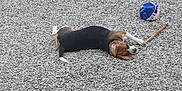 Ruby a rejoint le concours — aidez-le/la à gagner de superbes lots ! dog, beagle, pet, gravel, pebbles, backyard, outdoor, resting, lying_down, sleeping, ball, toy, stick, ears, snout, head, paw, wall, planter, plastic_sheet