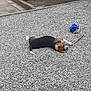dog, beagle, pet, gravel, pebbles, backyard, outdoor, resting, lying_down, sleeping, ball, toy, stick, ears, snout, head, paw, wall, planter, plastic_sheet