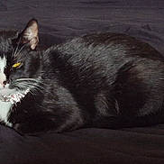 Dyna joined the competition — help win amazing prizes! cat, black_and_white, yellow_eyes, collar, pet, animal, feline, whiskers, lying_down, indoor, fur, resting, looking, bed, domestic_animal, cute, closeup, portrait, relaxed, sleepy