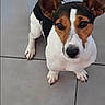 Speedy a rejoint le concours — aidez-le/la à gagner de superbes lots ! accessories, animal, appenzeller, beagle, bostonbull, bulldog, canine, chihuahua, collar, dog, hound, husky, leash, pet, puppy, snout, strap, terrier, text, whitedog