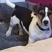 Speedy a rejoint le concours — aidez-le/la à gagner de superbes lots ! accessories, animal, ball, beagle, bostonbull, bulldog, canine, chihuahua, collar, cushion, dog, hound, husky, pet, puppy, snout, sport, strap, tennis, tennisball