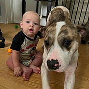 Blaze is registered to the contest to win money with this photo: baby, child, dog, puppy, indoor, wooden_floor, sitting, curious, playful, animal, pet, furniture, chair, home, floor, young_child, portrait, mammal, domestic_animal, person