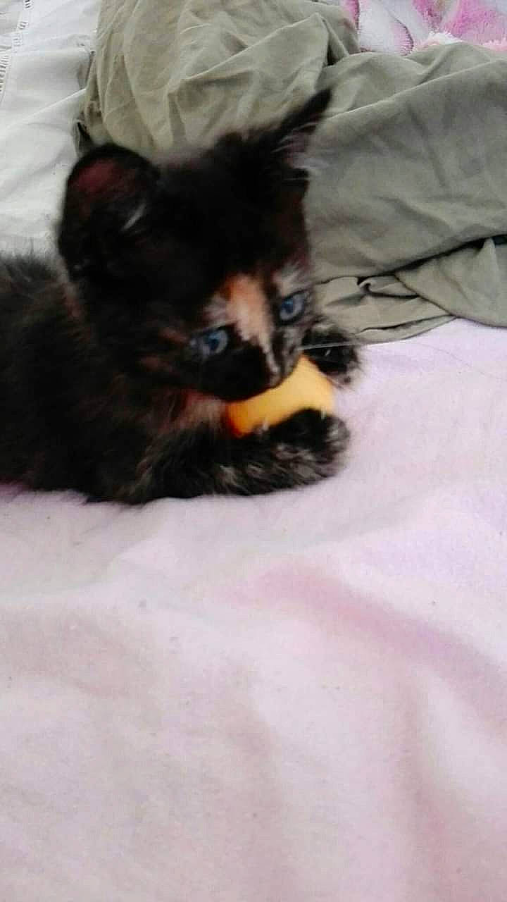 Smoky participe au concours pour gagner de l'argent avec cette photo : bed, black_cat, canidae, carnivore, cat, claw, comfort, companion_dog, dog_breed, domestic_short_haired_cat, fawn, felidae, fur, linens, paw, small_to_medium_sized_cats, sporting_group, tail, terrestrial_animal, whiskers