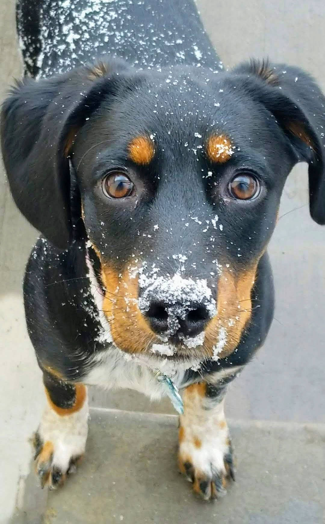 Lucy is registered to the contest to win money with this photo: appenzeller_sennenhund, canidae, carnivore, dog, dog_breed, entlebucher_mountain_dog, hunting_dog, mammal, rare_breed_dog, snout, transylvanian_hound, vertebrate, whiskers, working_dog