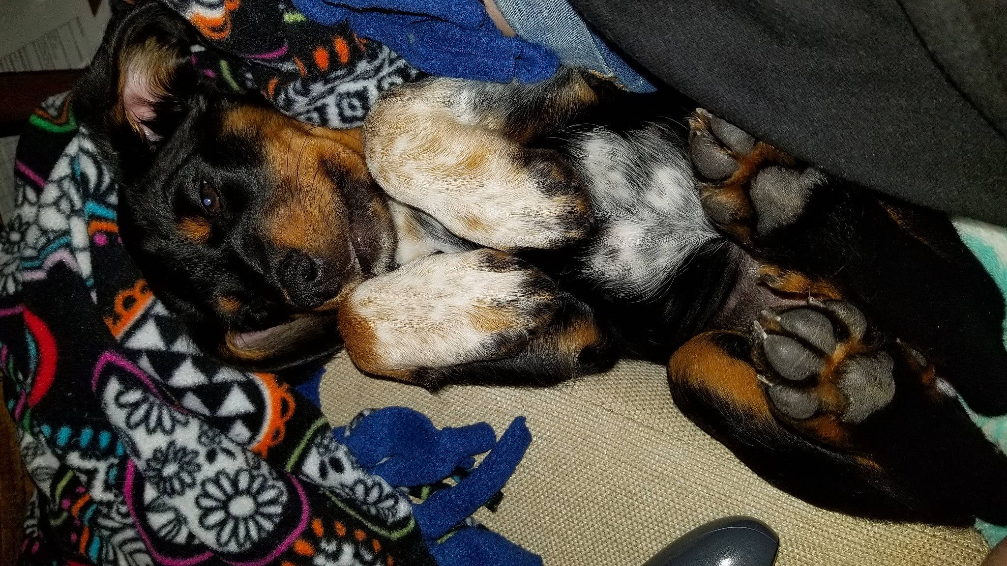 Lucy joined the competition — help win amazing prizes! canidae, carnivore, companion_dog, dobermann, dog, dog_breed, fawn, guard_dog, miniature_pinscher, paw, puppy, sporting_group