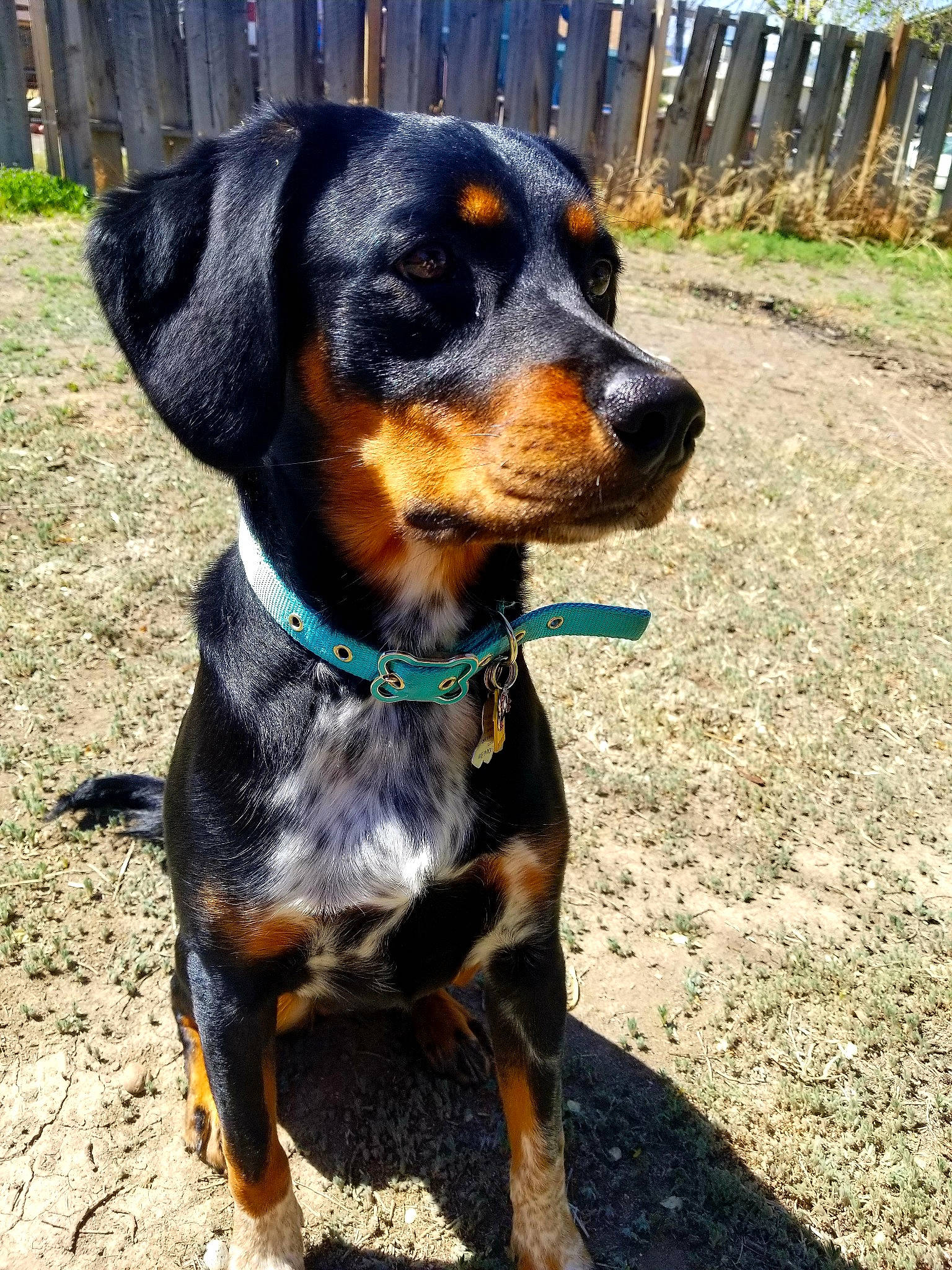 Lucy is registered to the contest to win money with this photo: austrian_black_and_tan_hound, black_and_tan_terrier, canidae, carlin_pinscher, carnivore, dog, dog_breed, hellenikos_ichnilatis, hound, huntaway, hunting_dog, mammal, miniature_pinscher, polish_hunting_dog, rare_breed_dog, rottweiler, transylvanian_hound, vertebrate, working_dog