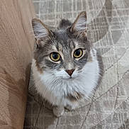Kiwi a rejoint le concours — aidez-le/la à gagner de superbes lots ! adorable, big_eyes, carpet_pattern, cat, closeup, curious_expression, ears, feline, gray_fur, home_interior, indoor, long_hair, looking_up, paws, pet, portrait, rug, sitting, whiskers, white_fur