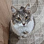 adorable, big_eyes, carpet_pattern, cat, closeup, curious_expression, ears, feline, gray_fur, home_interior, indoor, long_hair, looking_up, paws, pet, portrait, rug, sitting, whiskers, white_fur