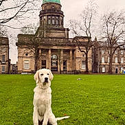 Aura is registered to the contest to win money with this photo: dog, white_dog, grass, lawn, building, dome, tree, bare_tree, overcast_sky, outdoor, park, architecture, historic_building, pet, canine, sitting, calm, serene, portrait, nature