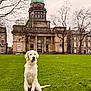 dog, white_dog, grass, lawn, building, dome, tree, bare_tree, overcast_sky, outdoor, park, architecture, historic_building, pet, canine, sitting, calm, serene, portrait, nature