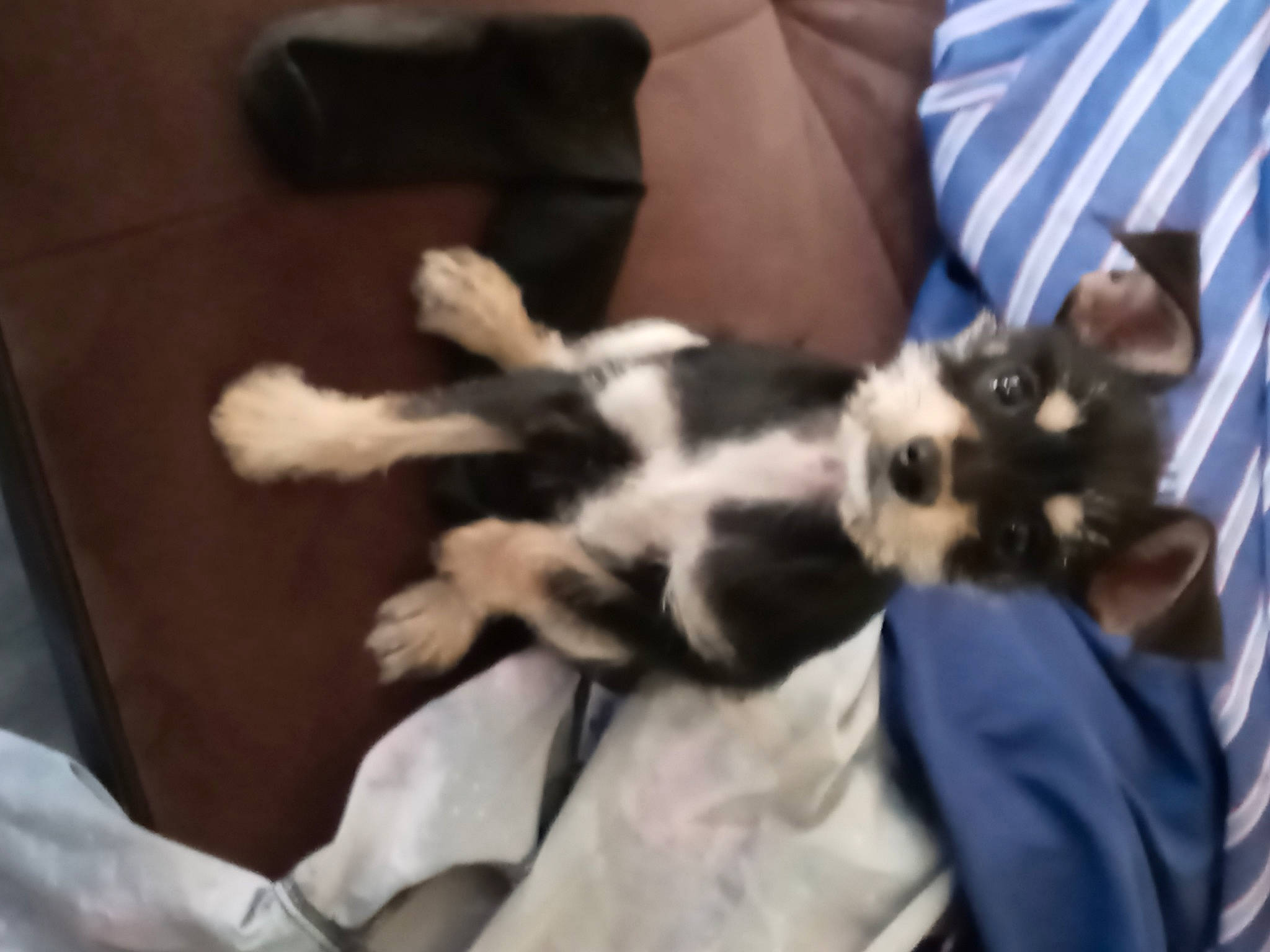 Sophie is registered to the contest to win money with this photo: carnivore, cat, comfort, felidae, fur, paw, small_to_medium_sized_cats, whiskers