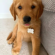 Oakley joined the competition — help win amazing prizes! adorable, animal, carpet, closeup, companion, couch, cute, dog, domestic_animal, fluffy, furniture, golden_retriever, indoor, mammal, pet, playful, puppy, seated, tongue_out, young_animal