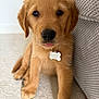 adorable, animal, carpet, closeup, companion, couch, cute, dog, domestic_animal, fluffy, furniture, golden_retriever, indoor, mammal, pet, playful, puppy, seated, tongue_out, young_animal