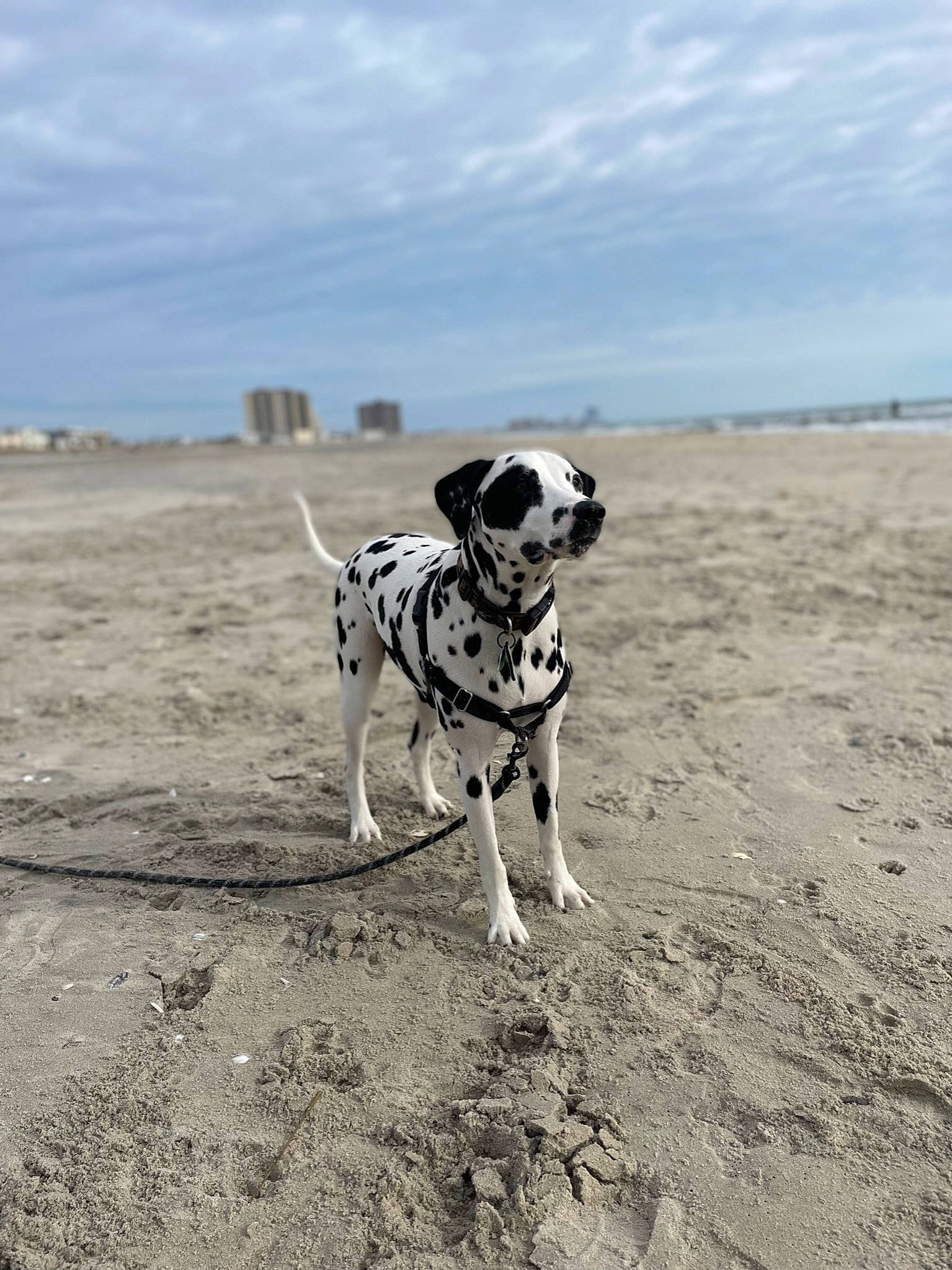 Leonardo is registered to the contest to win money with this photo: carnivore, cloud, collar, companion_dog, dalmatian, dog, dog_breed, dog_clothes, dog_collar, dog_supply, fawn, landscape, leash, pet_supply, shore, sky, snout, soil, tail, working_animal