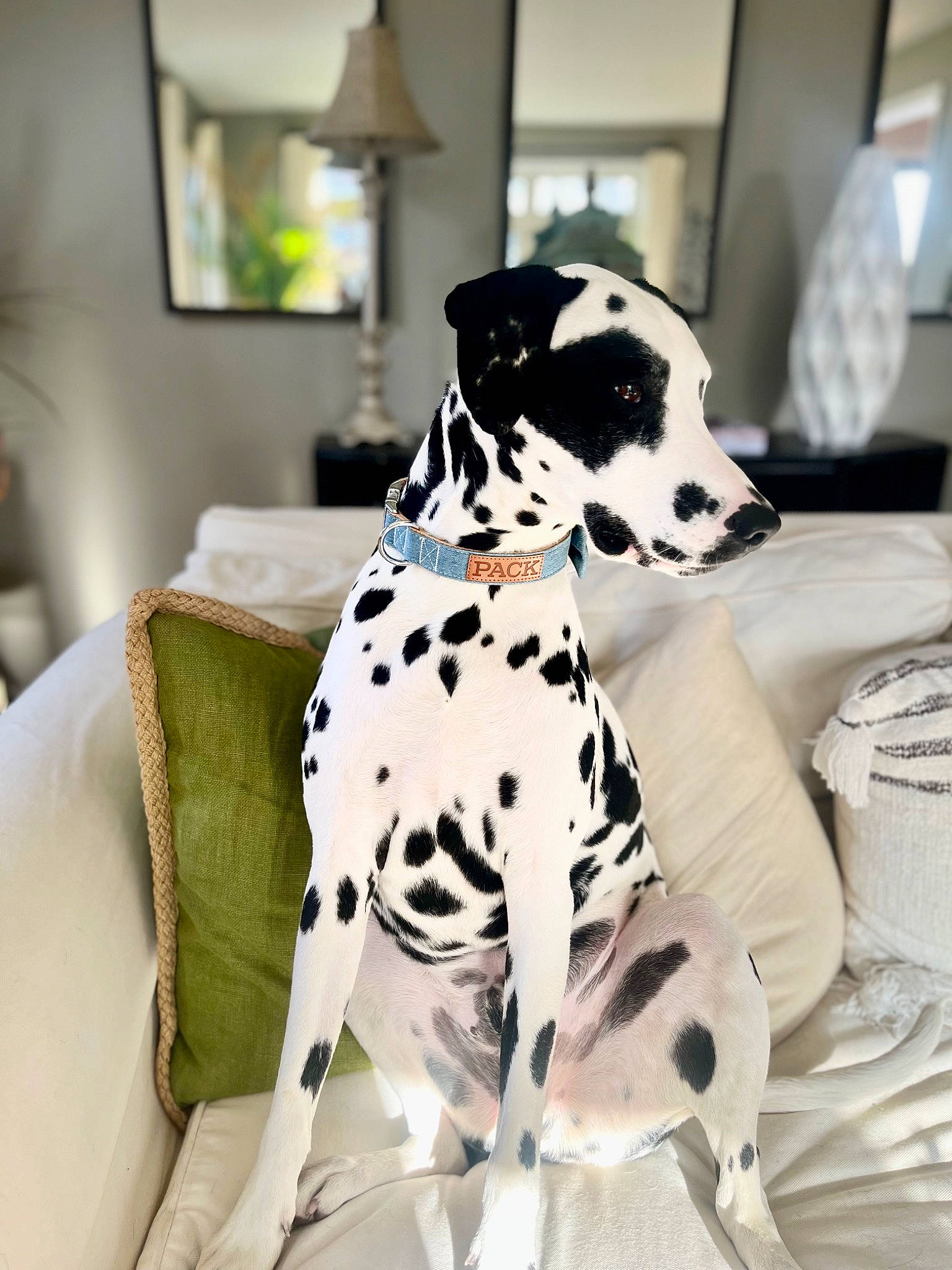 Leonardo is registered to the contest to win money with this photo: canidae, carnivore, collar, comfort, companion_dog, dalmatian, dog, dog_breed, dog_collar, dog_supply, great_dane, non_sporting_group, pet_supply, picture_frame, recreation, sitting, snout, sporting_group, working_animal, working_dog