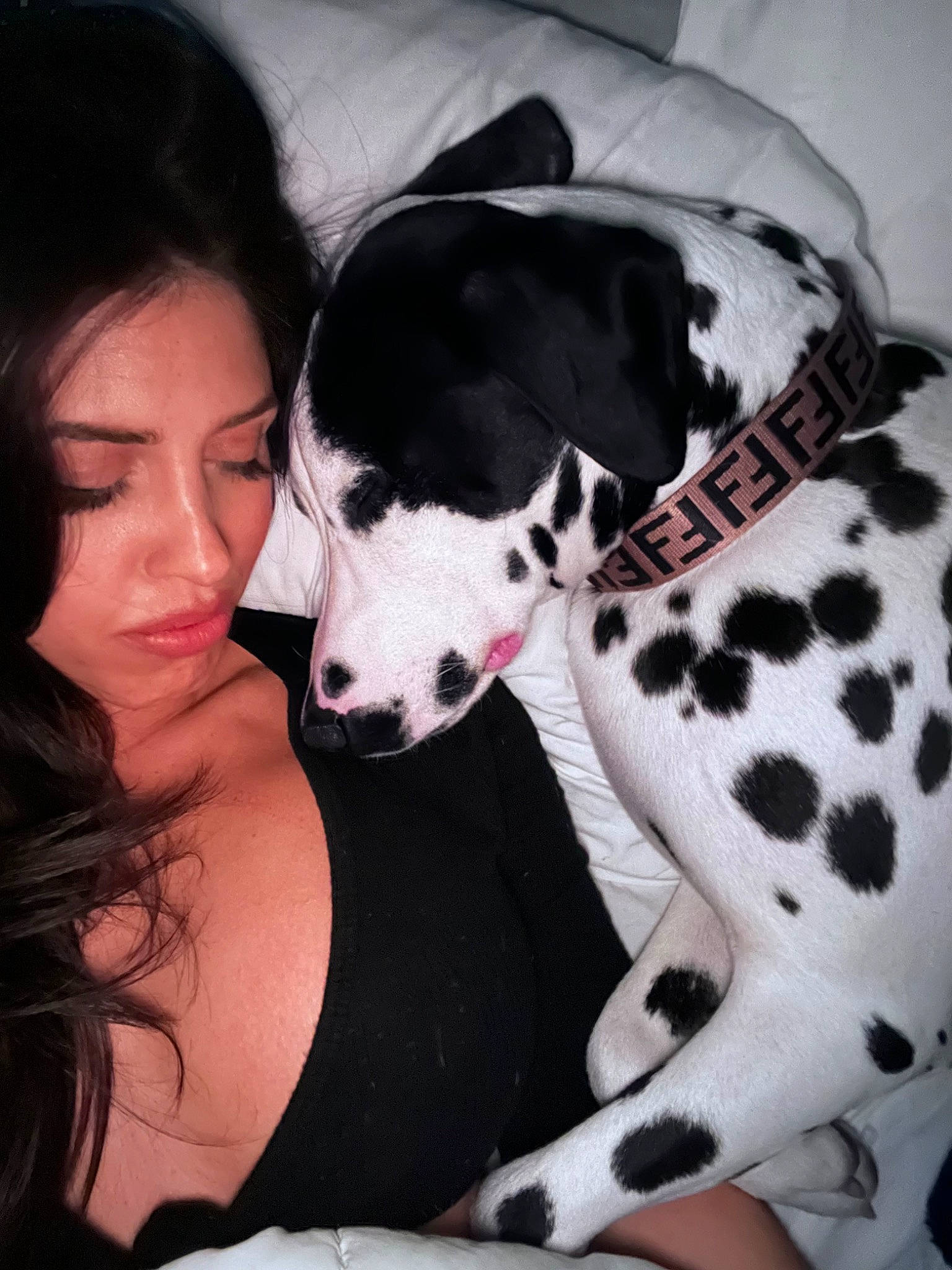 Leonardo joined the competition — help win amazing prizes! canidae, carnivore, collar, companion_dog, dog, dog_breed, dog_collar, dog_supply, eyelash, fawn, fur, great_dane, happy, mammal, snout, sporting_group, vertebrate, whiskers, white, working_animal