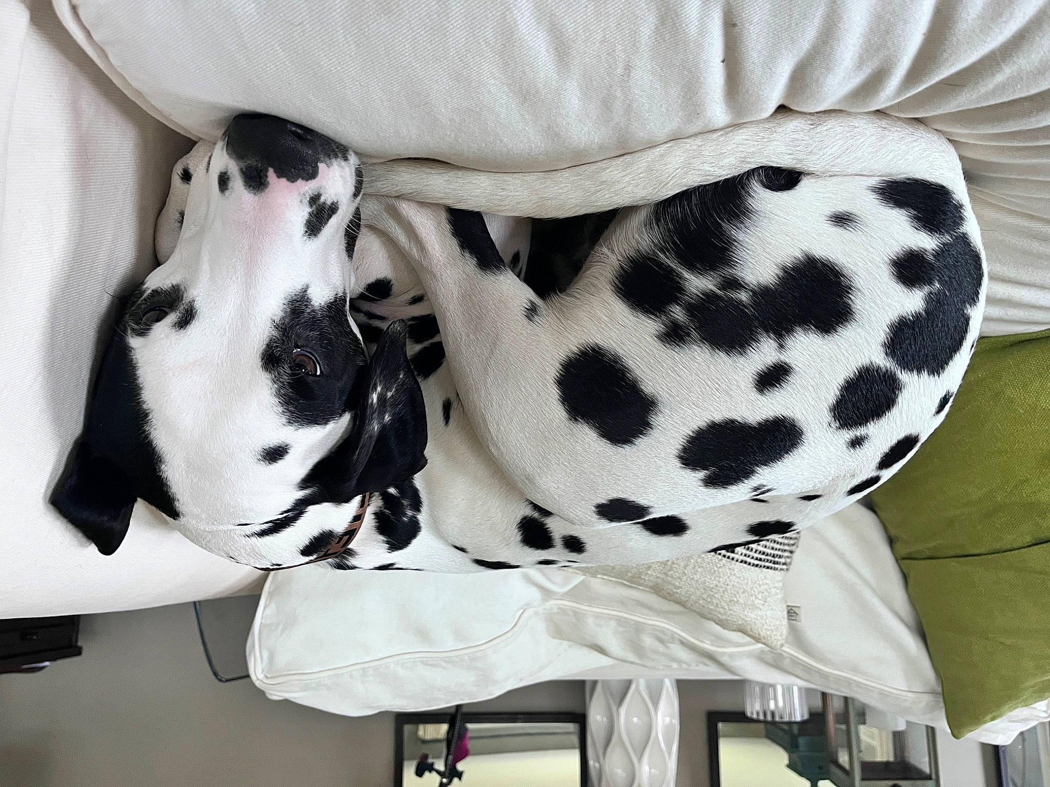 Leonardo is registered to the contest to win money with this photo: canidae, carnivore, collar, companion_dog, dalmatian, dog, dog_breed, dog_collar, eye, fashion_accessory, fawn, fur, head, monochrome_photography, pattern, pet_supply, sleeve, snout, white, working_animal