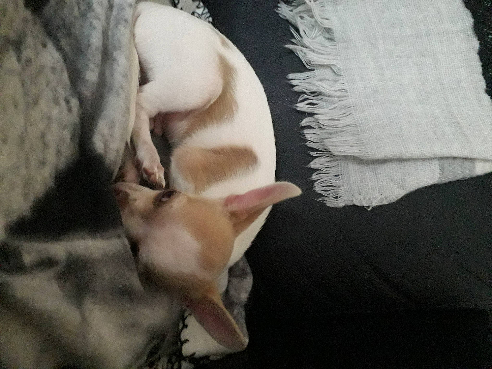 Max a rejoint le concours — aidez-le/la à gagner de superbes lots ! ear, fawn, fur, tail