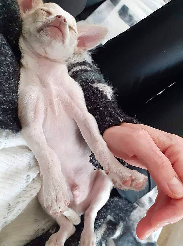 Max a rejoint le concours — aidez-le/la à gagner de superbes lots ! carnivore, cat, cornish_rex, devon_rex, donskoy, fawn, felidae, paw, peterbald, rex_cat, small_to_medium_sized_cats, sphynx, tail, ukrainian_levkoy