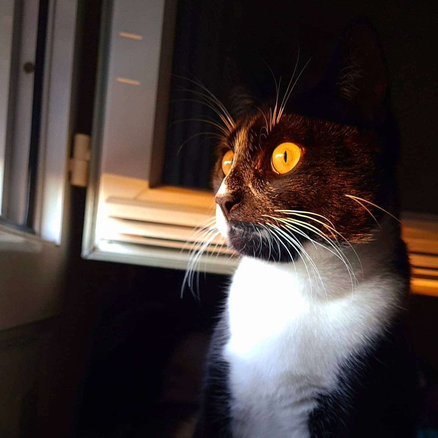 Niro a rejoint le concours — aidez-le/la à gagner de superbes lots ! black_cat, carnivore, cat, domestic_short_haired_cat, felidae, formal_wear, fur, paw, reflection, shadow, small_to_medium_sized_cats, snout, tail, terrestrial_animal, tints_and_shades, whiskers, window