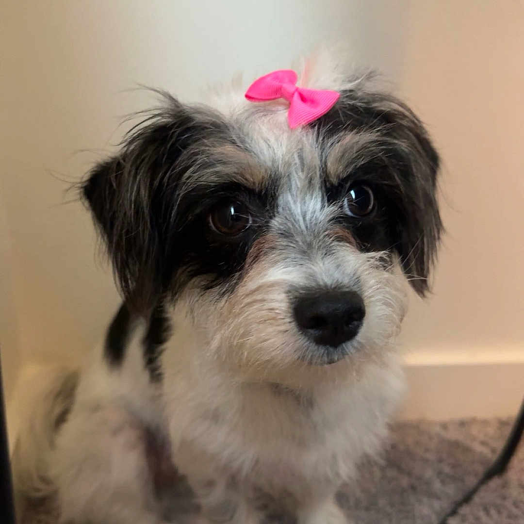 Sosa joined the competition — help win amazing prizes! dog, bow, black_and_white, pet, carpet, indoor, small_dog, cute, fur, animal, sitting, portrait, face, ears, whiskers, expression, companion, domestic, adorable, friendly