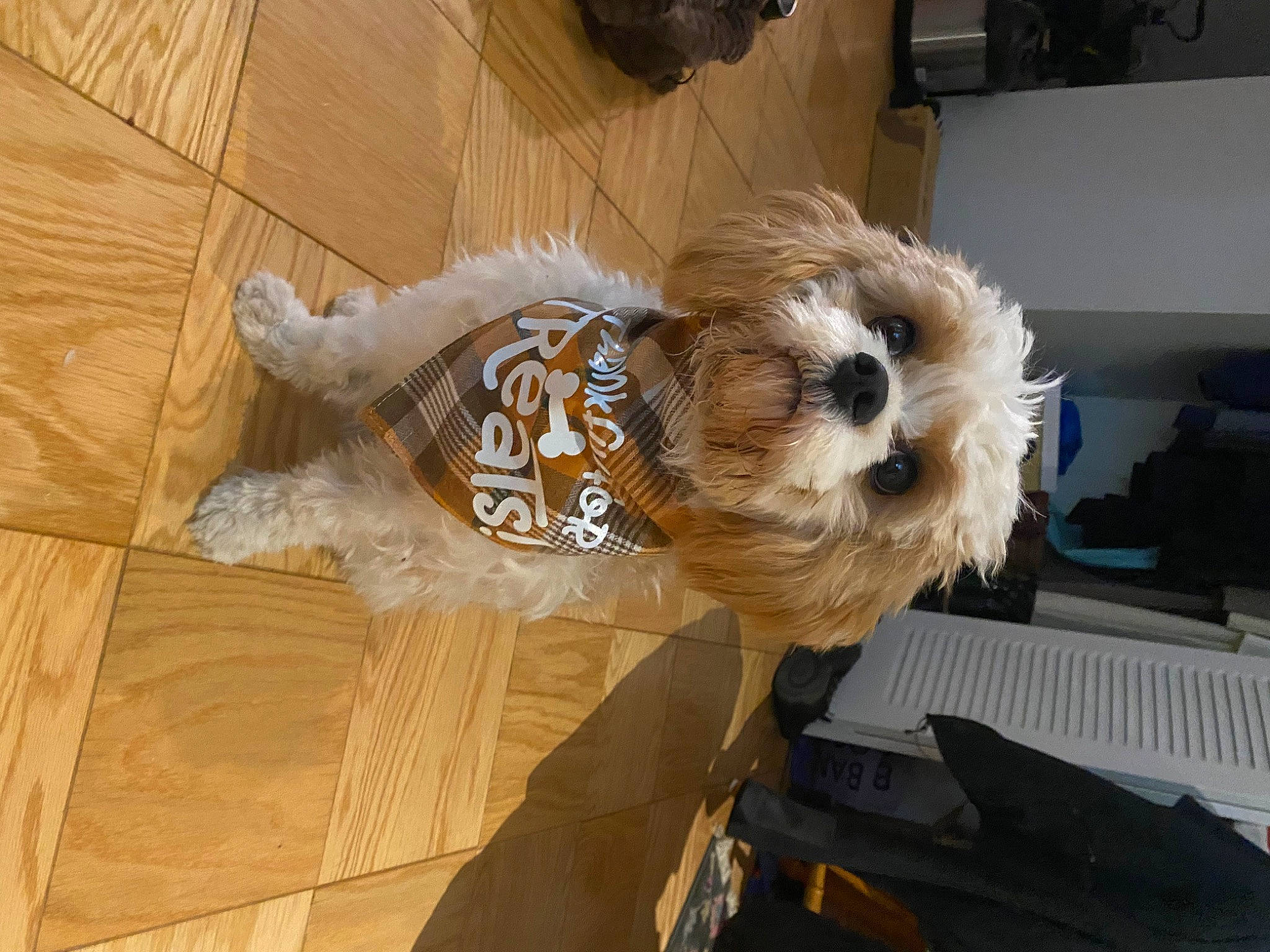 Bagel joined the competition — help win amazing prizes! carnivore, companion_dog, couch, dog, dog_breed, dog_clothes, dog_supply, fawn, flooring, fur, hardwood, pet_supply, small_terrier, snout, sporting_group, tail, terrier, toy_dog, wood, working_animal