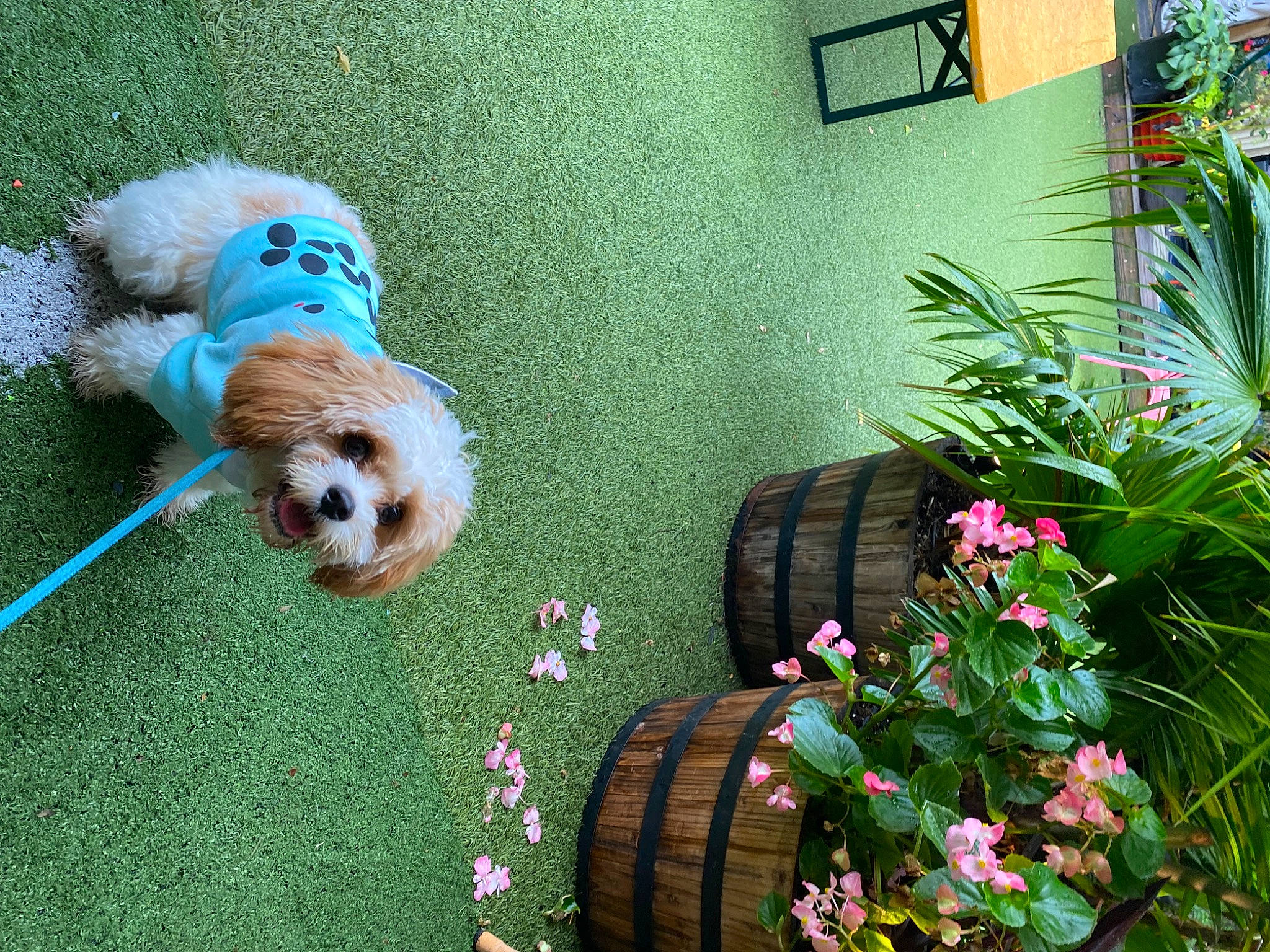 Bagel is registered to the contest to win money with this photo: annual_plant, carnivore, companion_dog, dog, dog_breed, dog_supply, fawn, flooring, flower, flower_arranging, flowerpot, grass, green, houseplant, petal, plant, shrub, sporting_group, terrestrial_plant, toy_dog