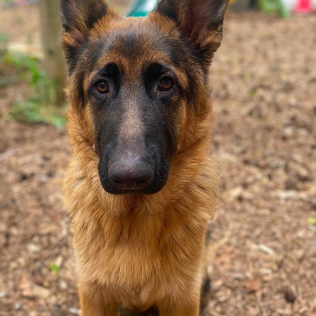 Shadow joined the competition — help win amazing prizes! alert, animal, background_blur, black_fur, brown_fur, canine, close_up, daylight, dog, ears, german_shepherd, looking, nature, outdoor, pet, playground, puppy, standing, wood_chips, young_dog