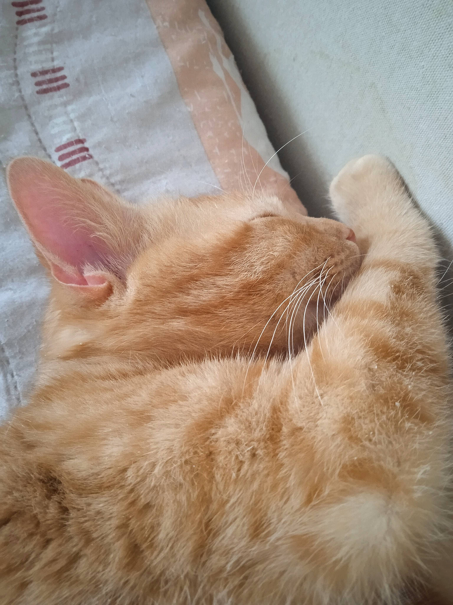 Sunny participe au concours pour gagner de l'argent avec cette photo : carnivore, cat, claw, close_up, comfort, domestic_short_haired_cat, eye, fawn, felidae, foot, fur, gesture, head, human_leg, linens, paw, small_to_medium_sized_cats, snout, tail, whiskers