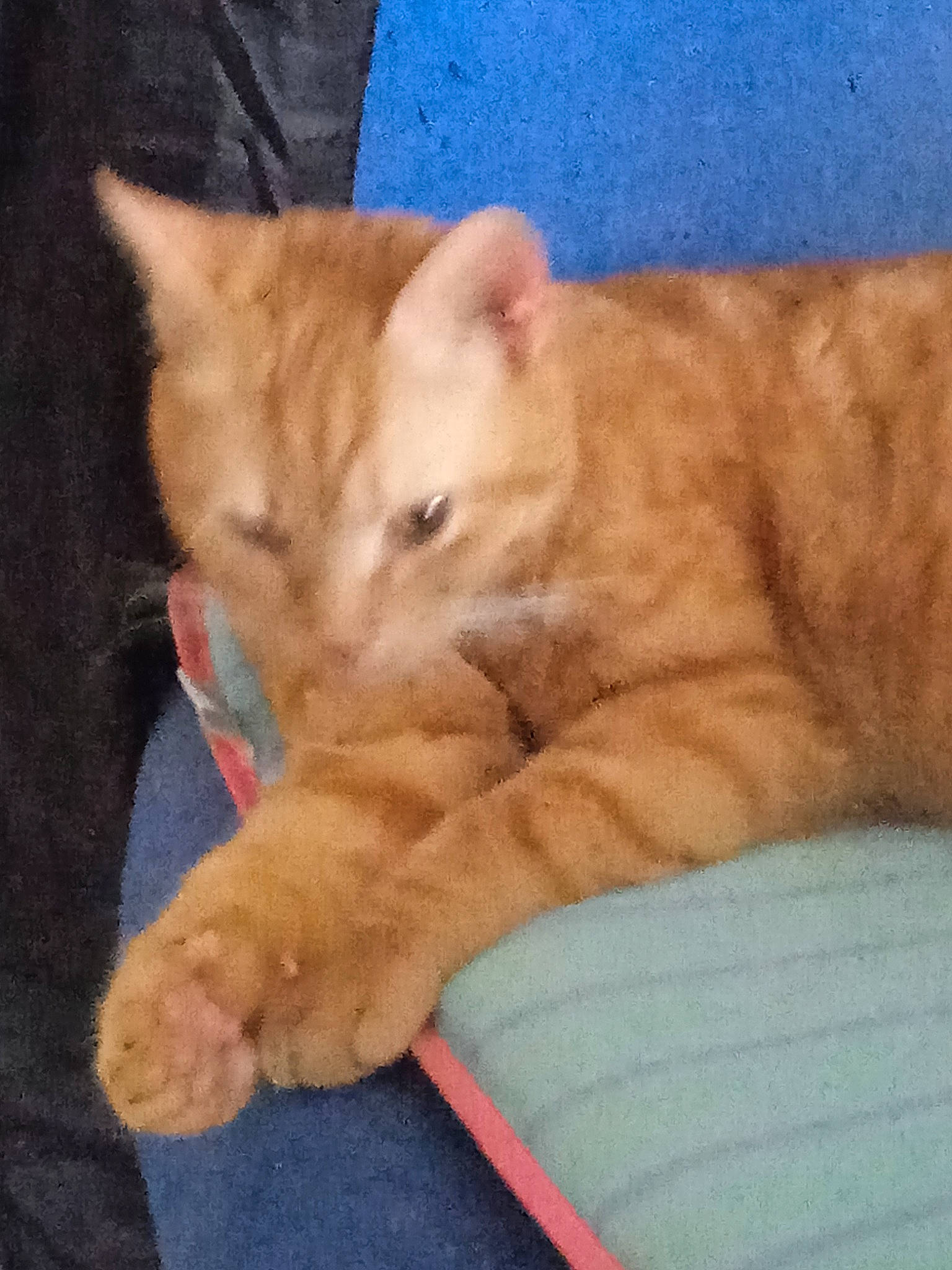 Sunny participe au concours pour gagner de l'argent avec cette photo : canidae, carnivore, cat, claw, comfort, companion_dog, dog_breed, domestic_short_haired_cat, fawn, felidae, fur, hardwood, nap, paw, small_to_medium_sized_cats, snout, tail, terrestrial_animal, whiskers, wood