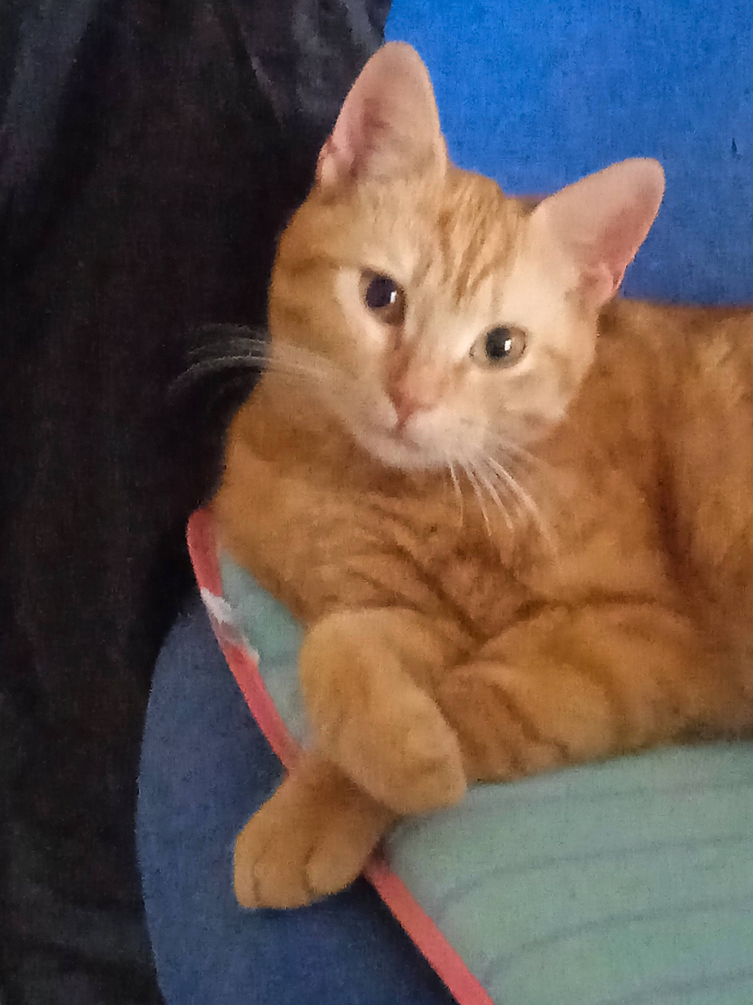 Sunny participe au concours pour gagner de l'argent avec cette photo : carnivore, cat, claw, comfort, domestic_short_haired_cat, fawn, felidae, fur, paw, pleased, sitting, small_to_medium_sized_cats, snout, tail, whiskers