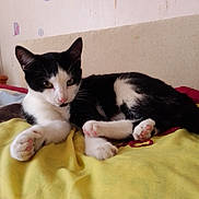 Felix participe au concours pour gagner de l'argent avec cette photo : cat, black_and_white, pet, animal, indoor, feline, relaxed, lying_down, paw, pink_paw_pads, blanket, yellow, bed, resting, cute, fur, whiskers, ears, nose, domestic_cat