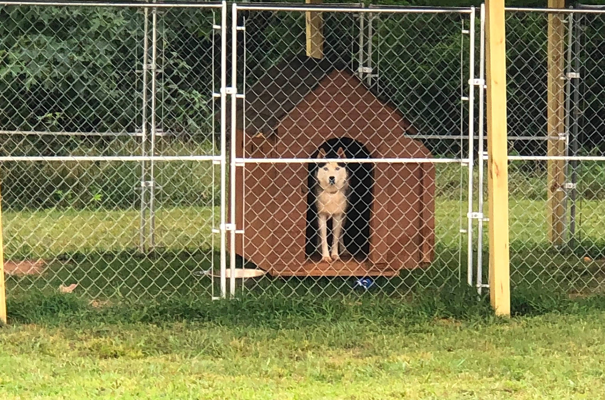 Ice is registered to the contest to win money with this photo: animal_shelter, carnivore, chain_link_fencing, composite_material, dog, dog_breed, dog_supply, door, fawn, fence, grass, home_fencing, mesh, metal, pet_supply, service, snout, terrestrial_animal, wire_fencing, wood